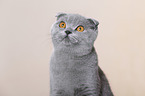 young Scottish Fold