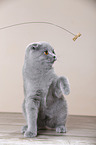 young Scottish Fold