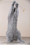 young Scottish Fold