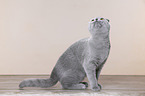 young Scottish Fold