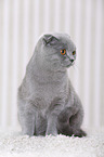young Scottish Fold