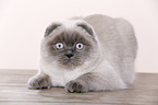 young Scottish Fold