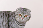 young Scottish Fold