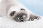 young Scottish Fold
