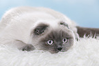 young Scottish Fold