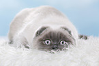 young Scottish Fold