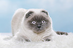 young Scottish Fold