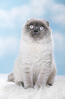 young Scottish Fold