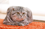 young Scottish Fold