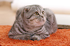 young Scottish Fold