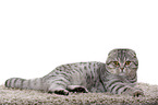 young Scottish Fold