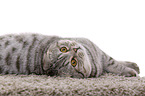 young Scottish Fold