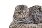 young Scottish Fold