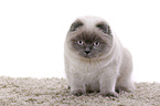 young Scottish Fold