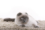 young Scottish Fold