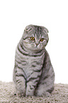 young Scottish Fold