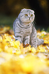 standing Scottish Fold