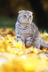 standing Scottish Fold