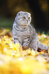 standing Scottish Fold