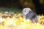 sitting Scottish Fold