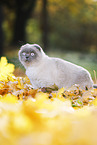 standing Scottish Fold