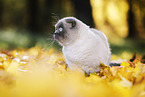 standing Scottish Fold