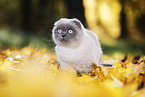 standing Scottish Fold