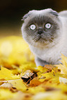 walking Scottish Fold