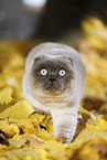 walking Scottish Fold