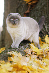 standing Scottish Fold