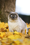 sitting Scottish Fold