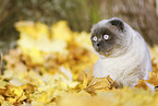 sitting Scottish Fold