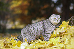 standing Scottish Fold