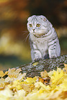 standing Scottish Fold