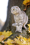 standing Scottish Fold