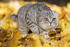 walking Scottish Fold