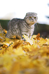 standing Scottish Fold