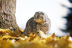 standing Scottish Fold