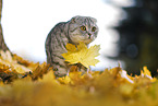 standing Scottish Fold