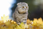 walking Scottish Fold