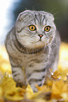 standing Scottish Fold