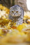 walking Scottish Fold