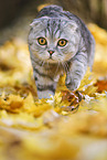 walking Scottish Fold