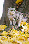 standing Scottish Fold