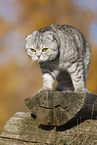 standing Scottish Fold