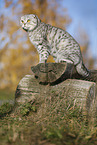 sitting Scottish Fold