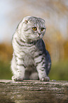 sitting Scottish Fold