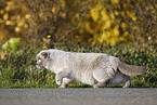 walking Scottish Fold