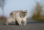 walking Scottish Fold