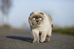 walking Scottish Fold